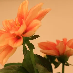 Haus Mandarina Appartamento